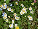 Pâquerette sauvage (Bellis perennis)