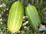 Tout savoir sur les cornichons (pas à pas en photos)