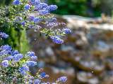 Abbaye de Fontfroide, flore et architecture