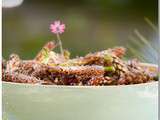 Liqueur de bourgeons de pin