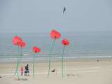 Cervoling à Berck-sur-Mer