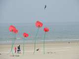 Cervoling à Berck-sur-Mer