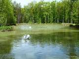 Langage des cygnes et visite à Bouges-le-Château(36)