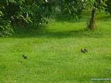 Lapins en trio, en duo jouent dans la prairie