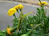 Locataire inattendue...mante religieuse parmi les fleurs