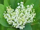 Mystère du muguet du 1er Mai