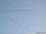 Passages de grues et spectatrices pas effarouchées