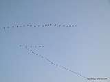 Passages de grues et spectatrices pas effarouchées