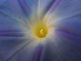 Sunny Monday in blue pour Bernishoot