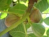 Confiture de Figues du Jardin