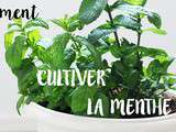 Comment cultiver la menthe