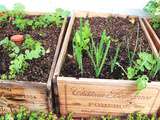 Que faire en novembre au potager de balcon