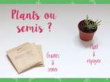 Semer ou rempoter des herbes aromatiques : comment choisir