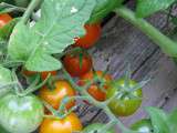 Tomates, tomates