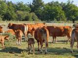 Ou acheter de la viande bio sur Bordeaux