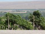 Vins de la Vallée de Yakima [mon Wild Wild West usa]