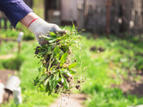 15 recettes pour fabriquer votre propre désherbant naturel