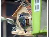 Boules de graisse maison pour oiseaux sauvages