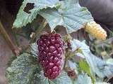 Framboises et des fleurs