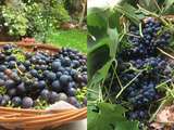 Vendanges lilloises et le gâteau qui en suivit