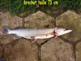 Brochet au four :