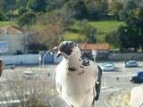 Couple de pigeon niche sur mon balcon...oup's, 3 chats