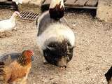 Escapade dans la ferme pédagogique et artistique du Fays dans l’Yonne