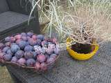 Gâteau aux quetsches du jardin et bonne fête de l'Assomption