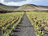 10 raisons de consommer l’aloe vera