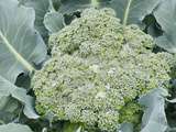 Alimentation alcaline : 8 raisons de manger du brocoli