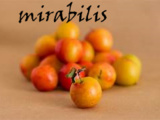 Mirabilis