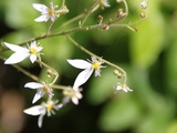 Fleurs du jardin