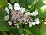 Balade dans mon jardin :  Hortensias et autres hydrangéas