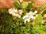 Beignets de fleurs d'acacia