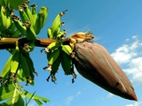 Comment préparer la fleur de bananier