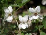 Alba, suavis, mirabilis, odorata… comme une incantation à la délicatesse du printemps