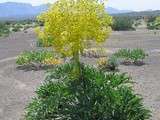 Ananas et concombre menthe et piment passion et nigelle... comme une incantation pour conjurer la pluie