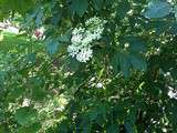 Elderflower cordial