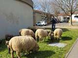 Rando-mouton dans les mont d'or (69)