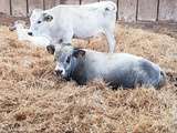 Veaux, vaches, cochons... (  Manger bio et local c'est l'idéal )