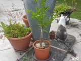 Balade du chat au Jardin de Fille