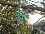 Fabriquez des boules de graisse pour les Oiseaux du Jardin