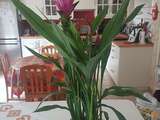 Nouvelles plantes : Curcuma et Fuchsia