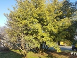 Soleil au Jardin de Fille avant les grands froids...polaires