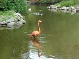 Sortie au zoo parc de Beauval