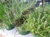 Herbes aromatiques