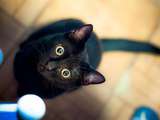 14 chats noirs qui sont tous