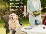 Chiens peuvent-ils manger de la laitue