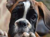 Chiots Boxer: images et faits mignons