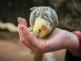 Comment aider votre oiseau à prendre du poids